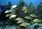Blue-striped grunt (Haemulon sciurus) was found to be 26 times more abundant on reefs near healthy mangroves.