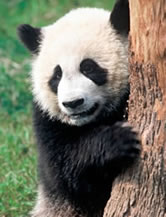 Giant panda (Ailuropoda melanoleuca).
© WWF / Michel GUNTHER Giant panda (<i>Ailuropoda melanoleuca</i>).
© WWF / Michel GUNTHER