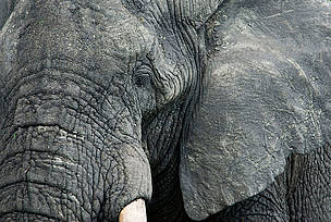 African elephant (Loxodonta africana), Tanzania.