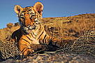 Indian tiger (Panthera tigris tigris) two month old cub