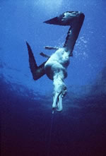 A Wandering albatross is hooked on a longline.