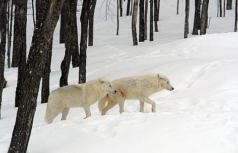 Arctic Wolf WWF