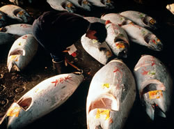 Bluefin tuna, Tsujiki fish market, Tokyo, Japan.