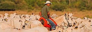 Good practices for cattle ranching in the Pantanal attract the interest ...