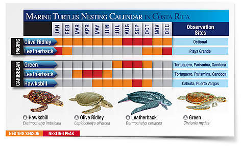 Visit Nesting Beaches in Costa Rica | WWF