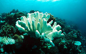 Coral bleaching due to temperature rise, Indo-Pacific Ocean. 
© WWF / Jürgen FREUND