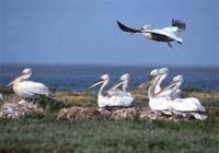 Dalmatian pelican (Pelecanus crispus), Turkey.