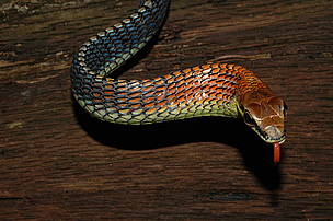 Dendrelaphis kopsteini