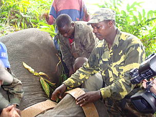 Radio and satellite telemetry have been an integral part of many research and management projects of African elephants. WWF CFP staff put hands together to fasten satellite collar around neck of tranquilised elephant. 