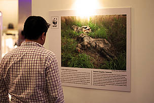 Elephant origami event draws support for ban on ivory trade in Thailand ...