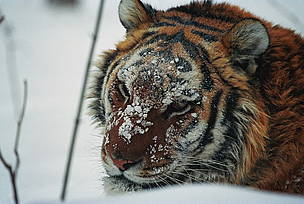 The Amur tiger (<i>Panthera tigris altaica</i>) is the largest of the five remaining ... 
© WWF Russia / Vasilii Solkin
