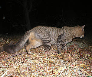 Feral cats pose a major threat to small fauna in Australia, such as the Little Long-tailed Dunnart. 
© Mike Griffiths / WWF