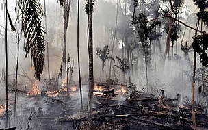 Although recent government figures in Brazil show a reduction in the rate of deforestation this ... 
© WWF / Mauri Rautkari