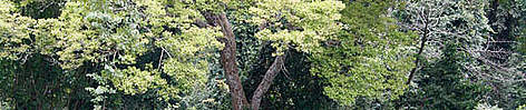 A tree in Kakum National Park tropical rainforest, situated about 60 km from the coast of western ... rel=