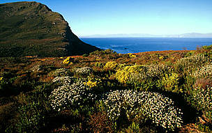 Mountain fynbos endemic vegetation of the Cape floral kingdom Cape Peninsula National Park, Western ... 
© WWF / Martin HARVEY