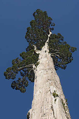 Alerce tree, the largest tree species in South America. Alerce Andino National Park, Chile.