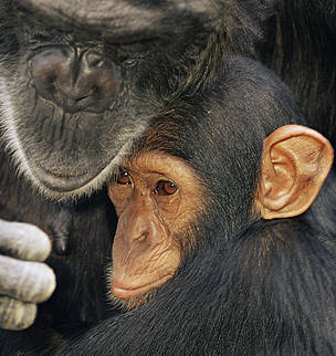 Chimpanzee (Pan troglodytes) mother with youngster, captive, Chimfunshi Orphanage, Zambia