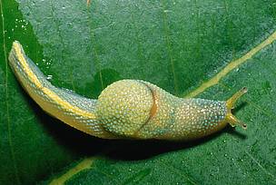 Ibycus rachelae 
