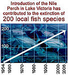 Introduction of the Nile Perch in Lake Victoria has contributed to the extinction of 200 local fish species