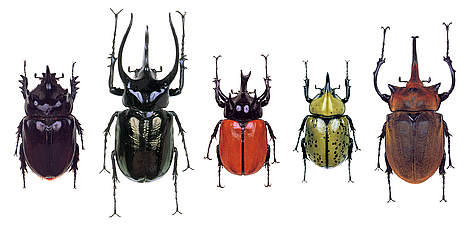 Various beetle species. rel=