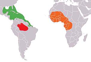 The range of the Amazon manatee is marked in red. The green area indicates the range of the West ... 
© Wikimedia Commons