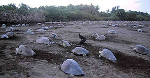 Olive Ridley turtle. 
© Sebastián Troëng