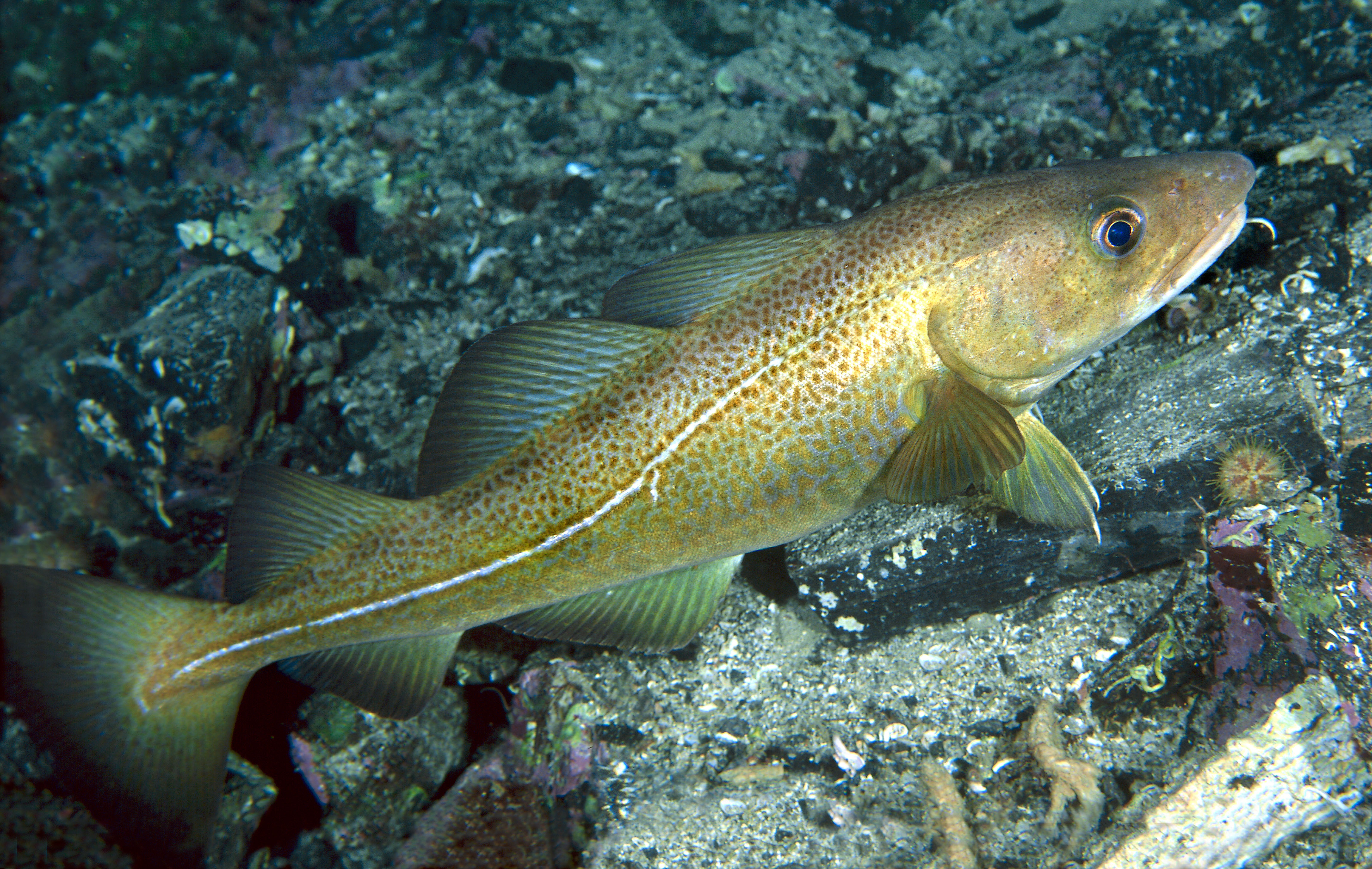 WWF welcomes the MSC certification of the Danish Baltic Cod Fishery | WWF