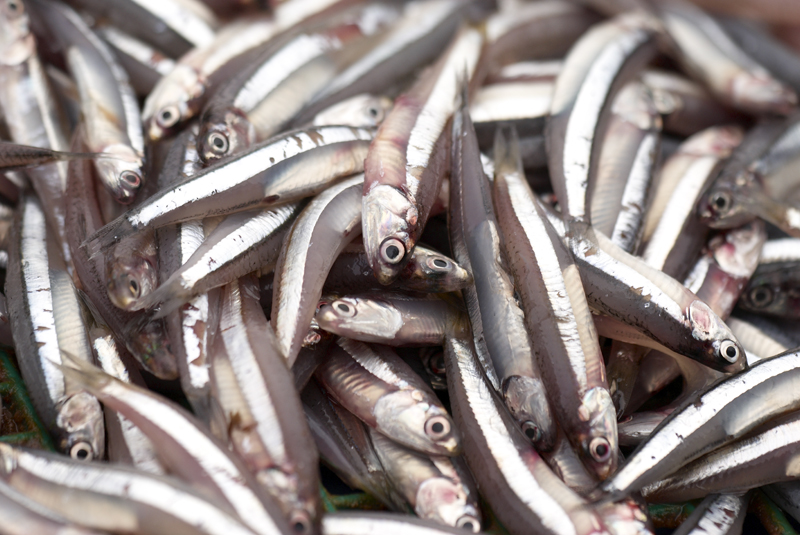 New initiative to stop overfishing off Latin America WWF