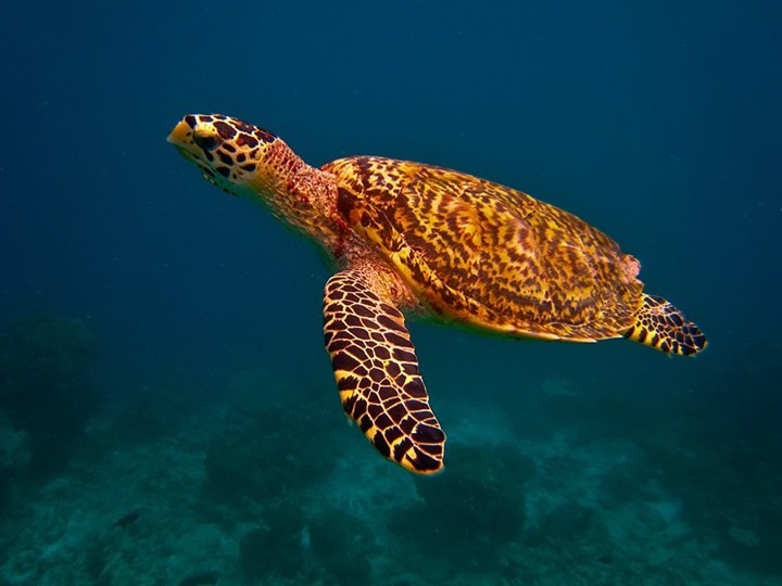 Decline in turtle shell and derivatives trading: WWF Teach Report | WWF