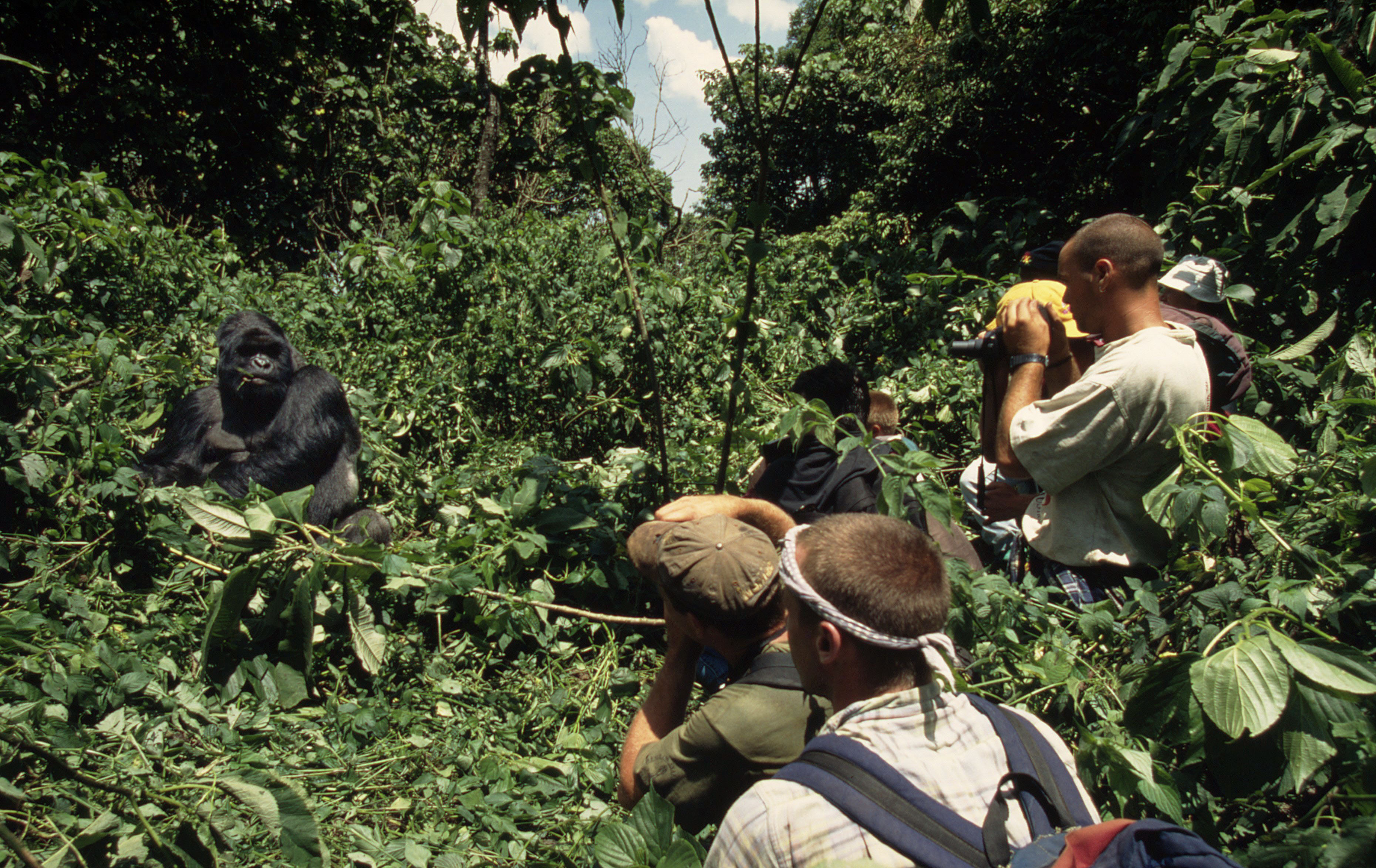 Congo, Rwanda and Uganda united to save mountain gorillas | WWF