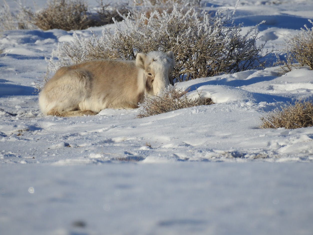 Awareness campaign on Mongolian saiga for herders | WWF