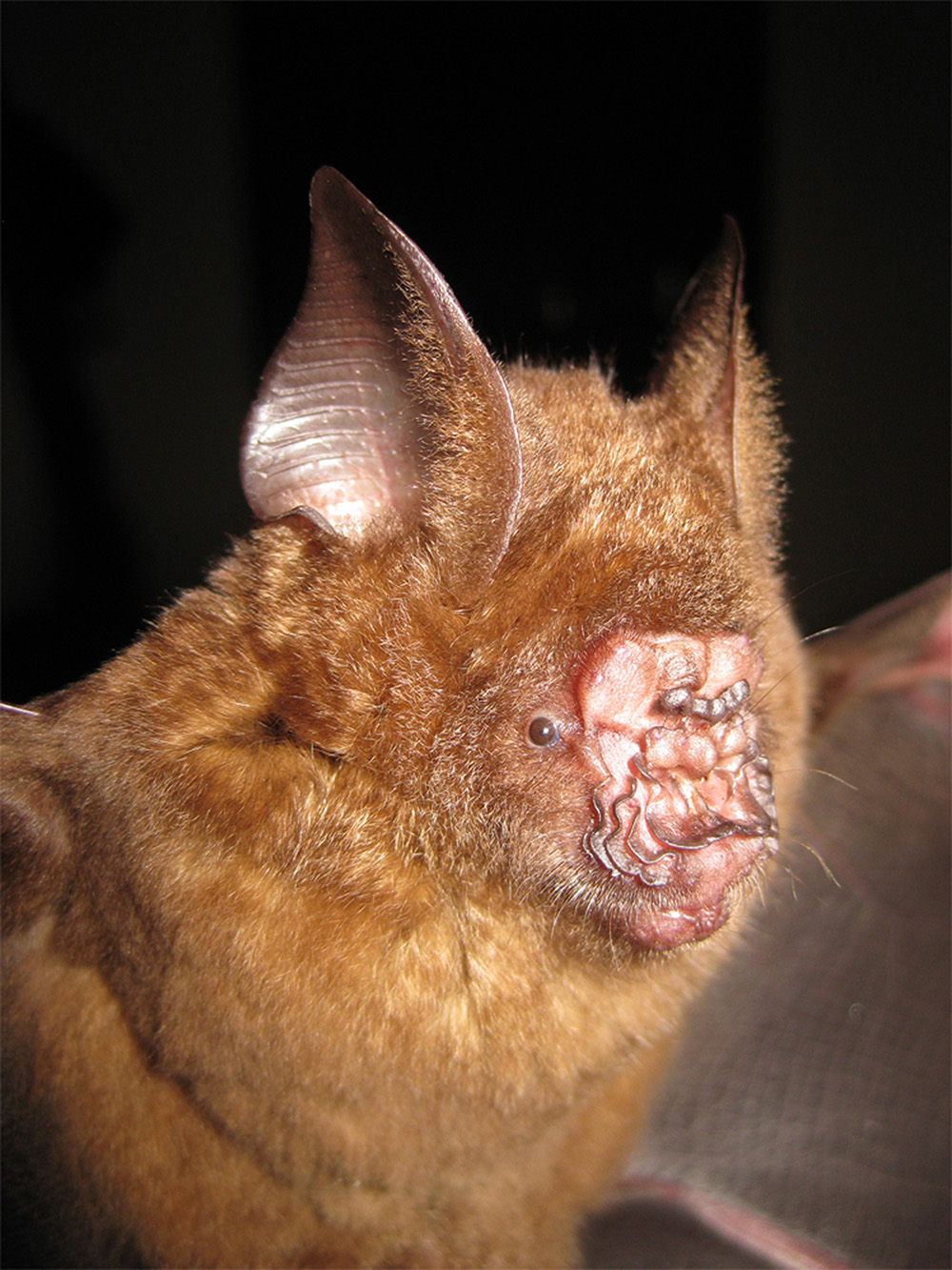 Hipposideros griffini, discovered in 2012 in Vietnam, has a very peculiar nose that may assist in echolocation, the sonar-like ability used by bats to help them navigate. 