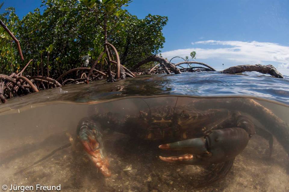 Mangroves Gift For All WWF
