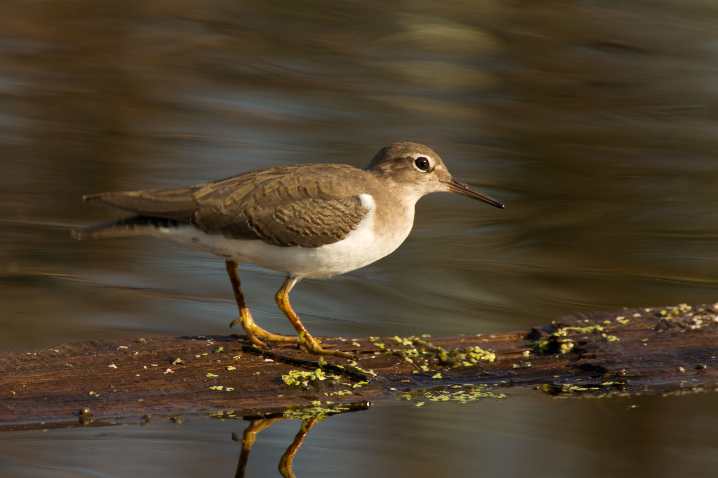Aprueba Convención Ramsar propuesta de México para proteger humedales ...