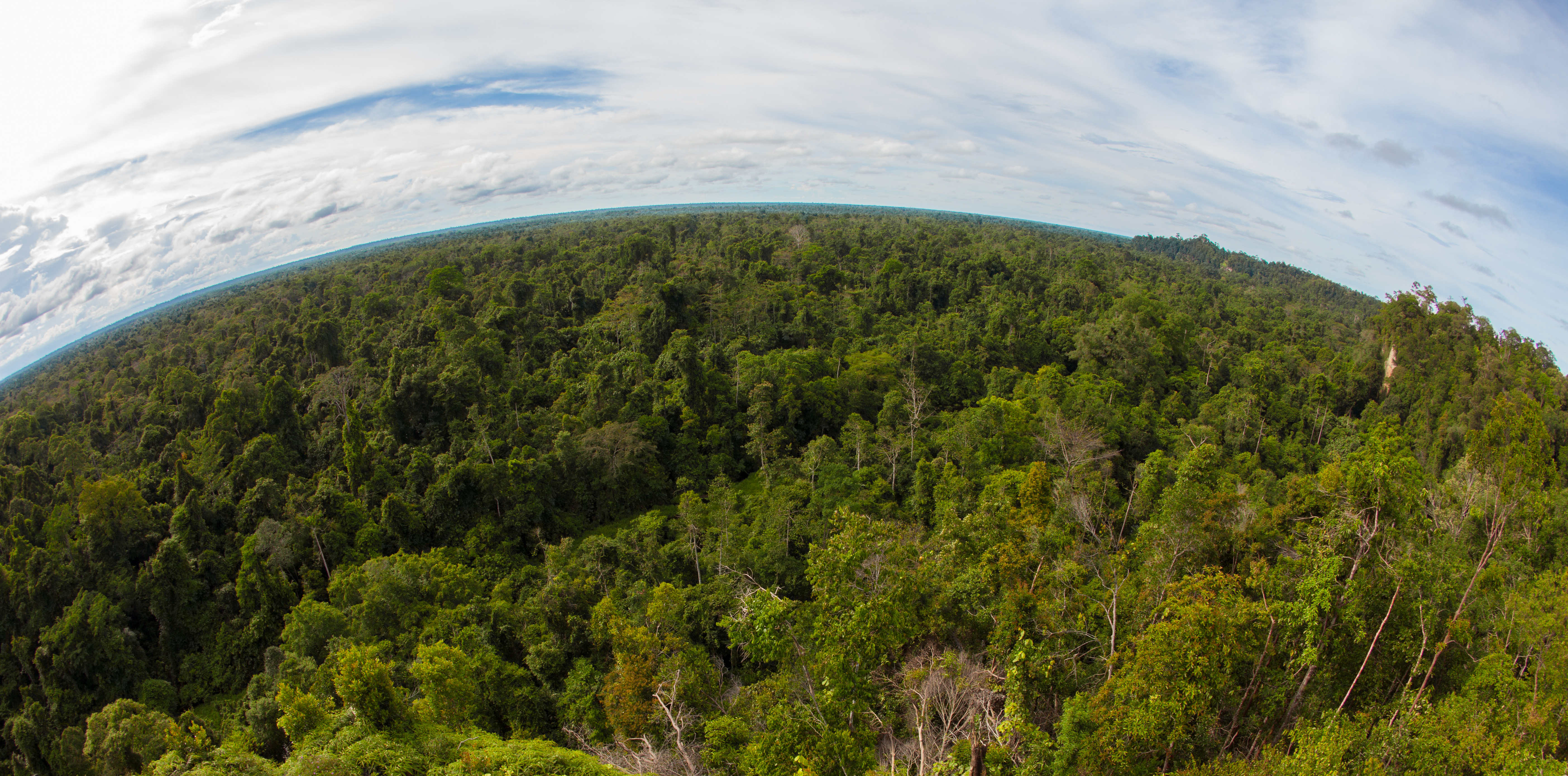 Trusan Sugut Pint Sized Playground For Wildlife Wwf