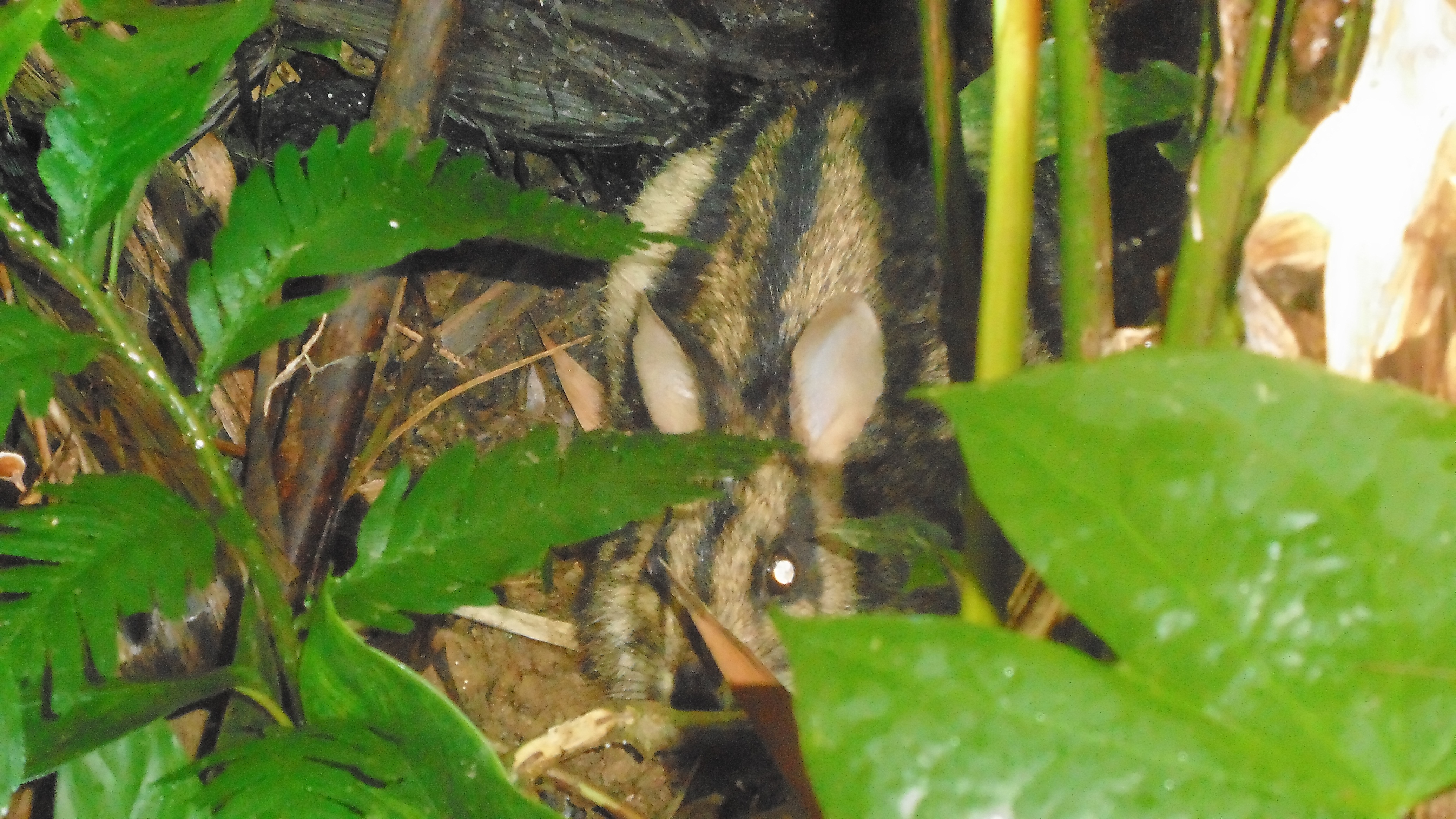 Understanding The Ethics Of The Viet Bunny Files Leak - cbkrncc