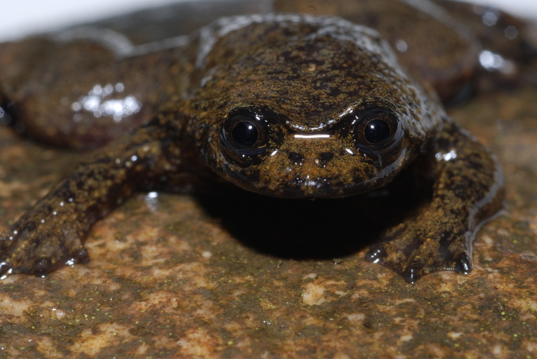 Barbourula kalimantanensis 