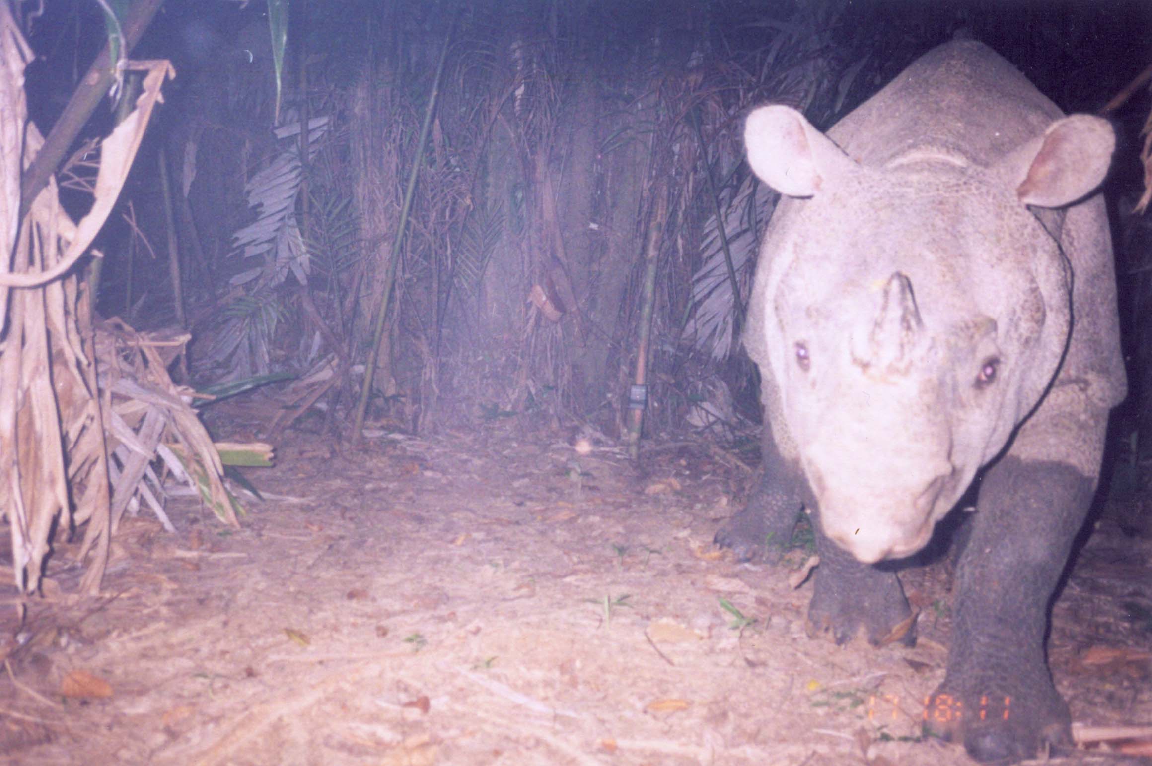 Javan rhino