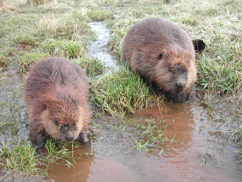 Do Beavers Go In Salt Water at Lindsay Raya blog