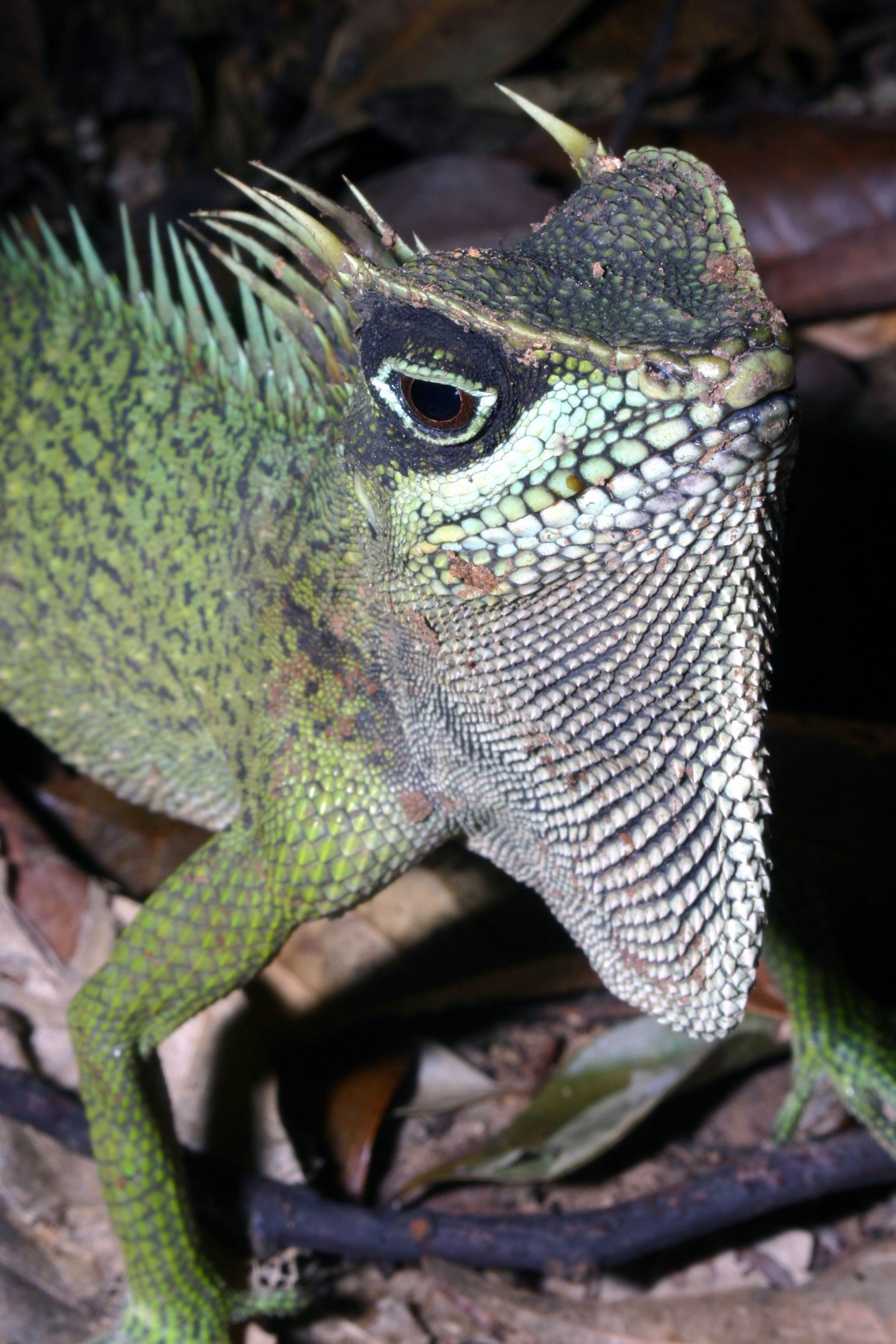 New species discovered in the Green Corridor WWF