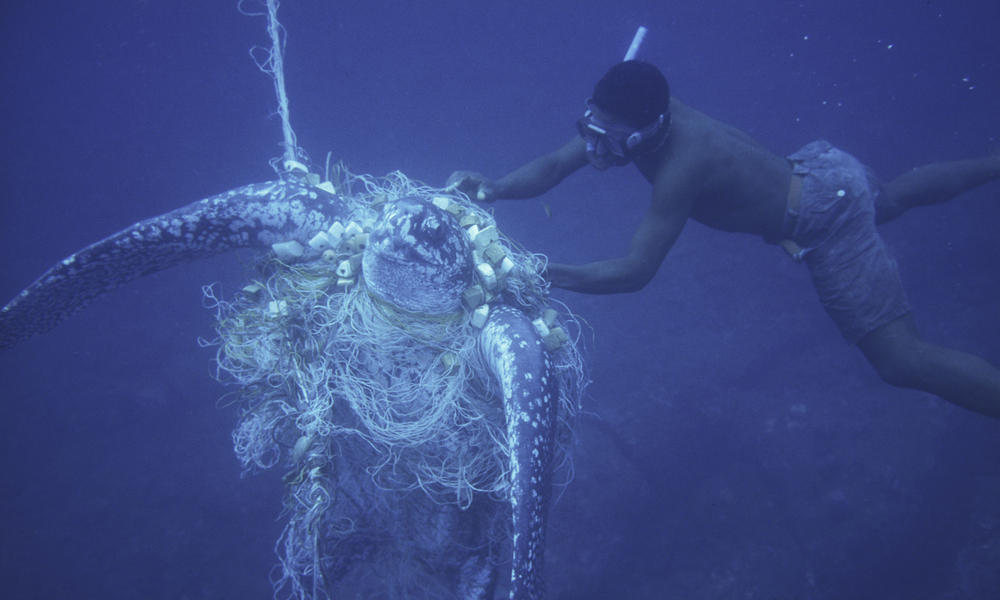 Wild Fish Capture World Wildlife Fund opens 2014 Smart Gear Competition to reduce ...