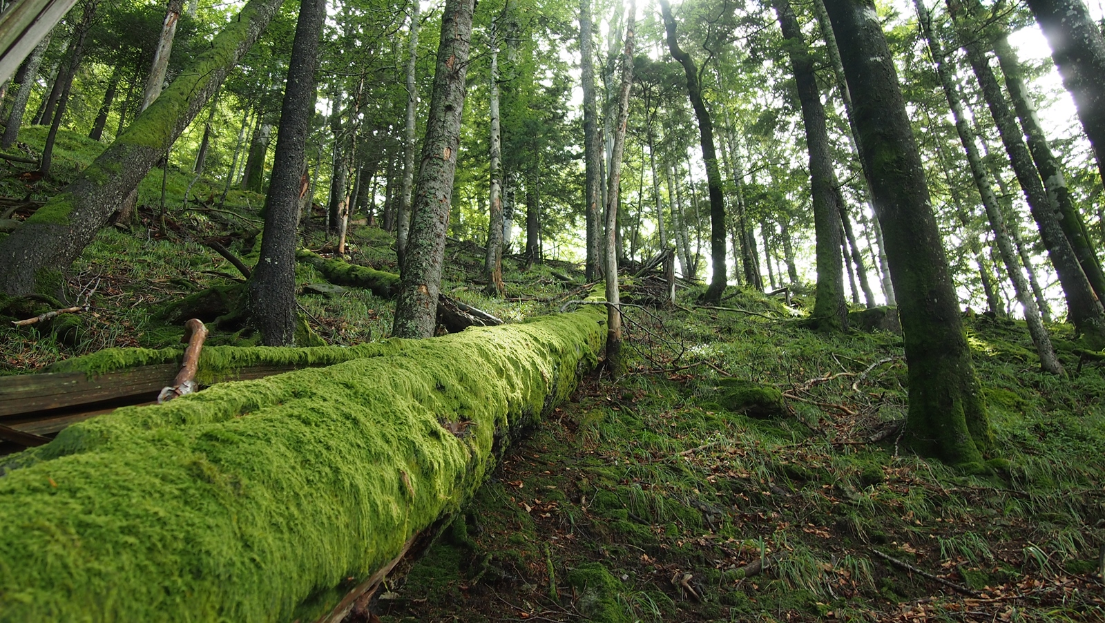Ultimele fortărețe de sălbăticie din Carpații de sudvest, în curând