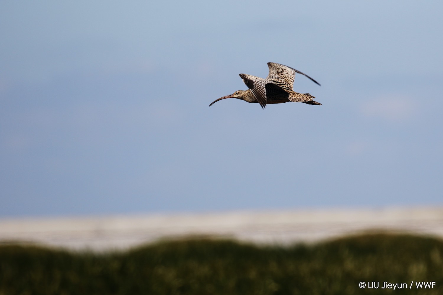New Asian Flyways Initiative To Conserve Wetlands For People And Migratory Birds Wwf