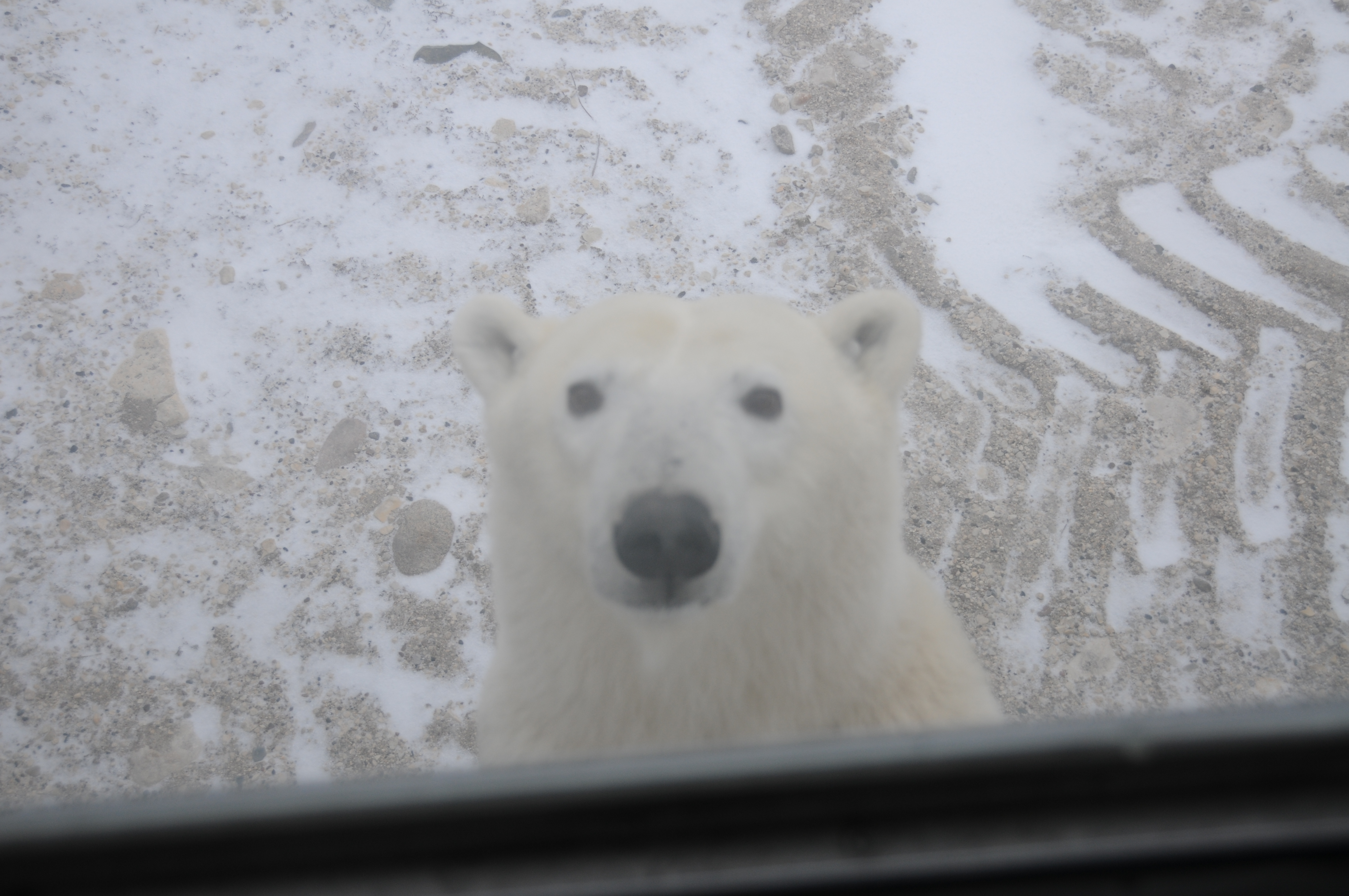 Astonishing New Research: What'S Really Threatening Polar Bear Populations - 5vjvxgl
