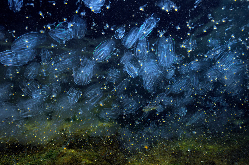 Victory for the Baltic Sea Ballast Water Management Convention to