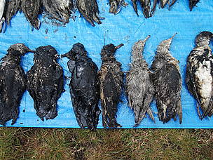 Dead Rabbit In Oil Oiled wildlife death toll is ‘tip of the iceberg’ | WWF