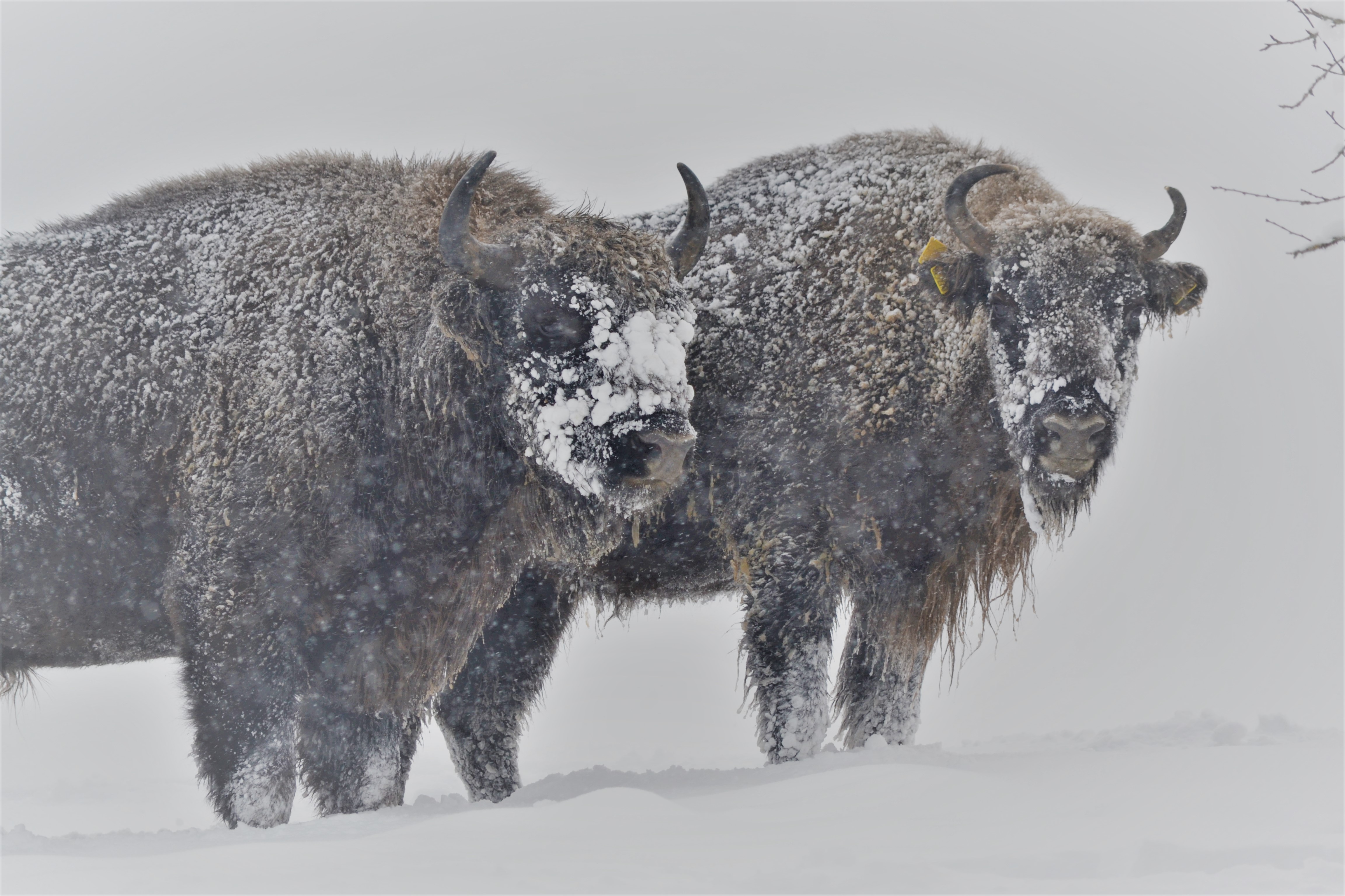 Proper Etiquette in the Presence of Bison | WWF