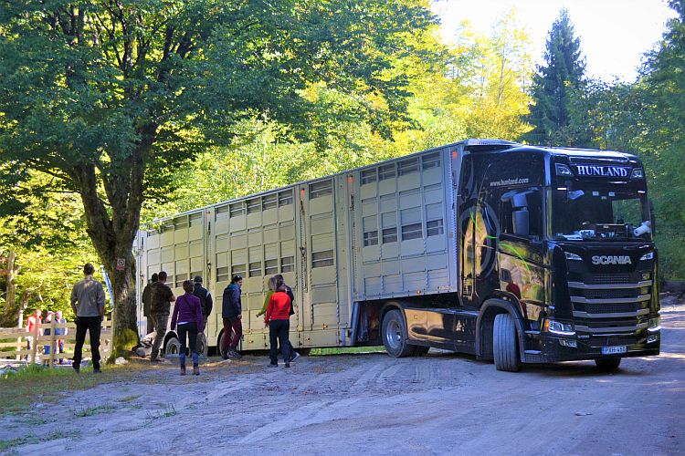 Another Successful Bison Transport in the Southern Carpathians | WWF