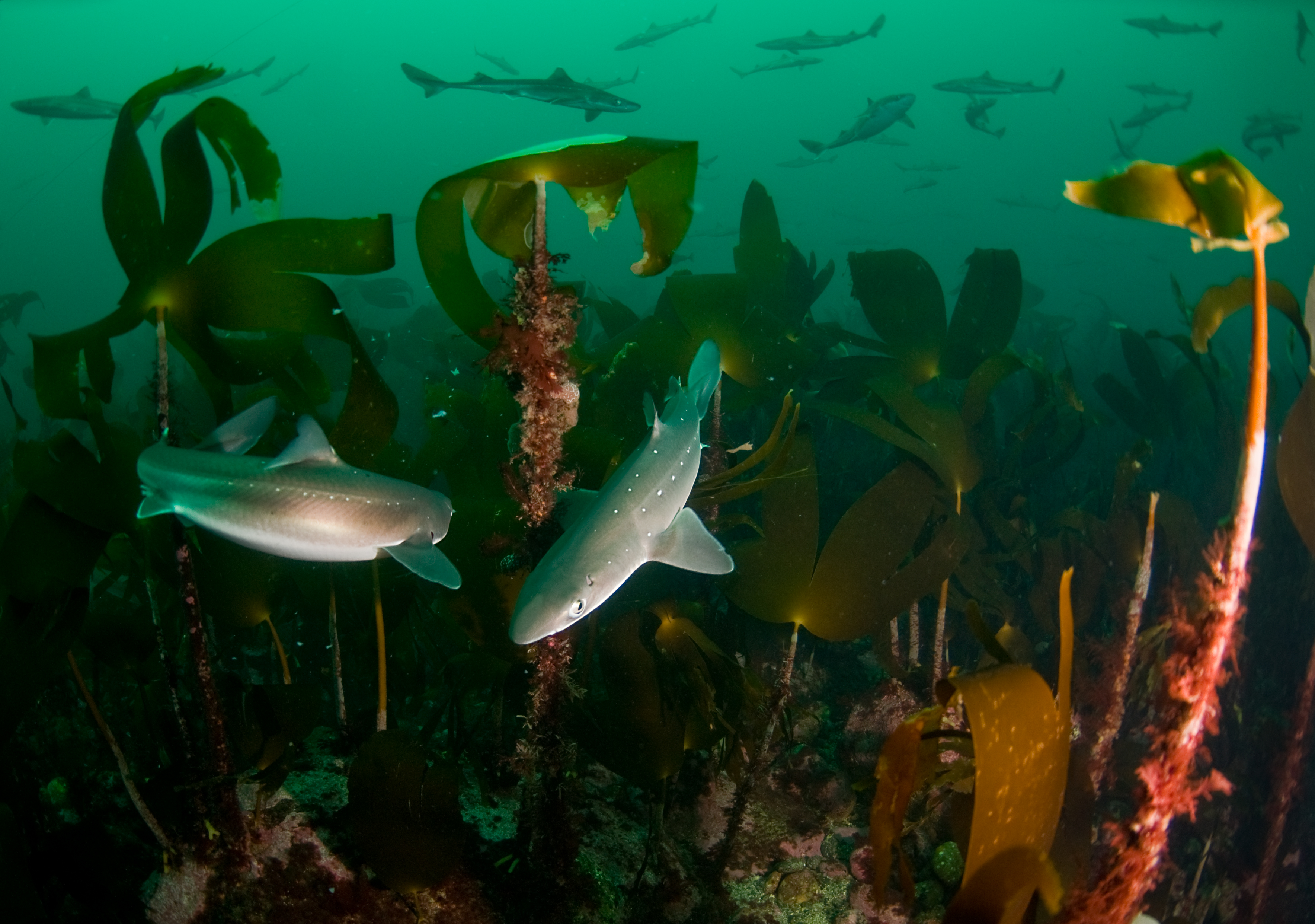 Marine Protected Areas: our allies in good ocean governance and climate