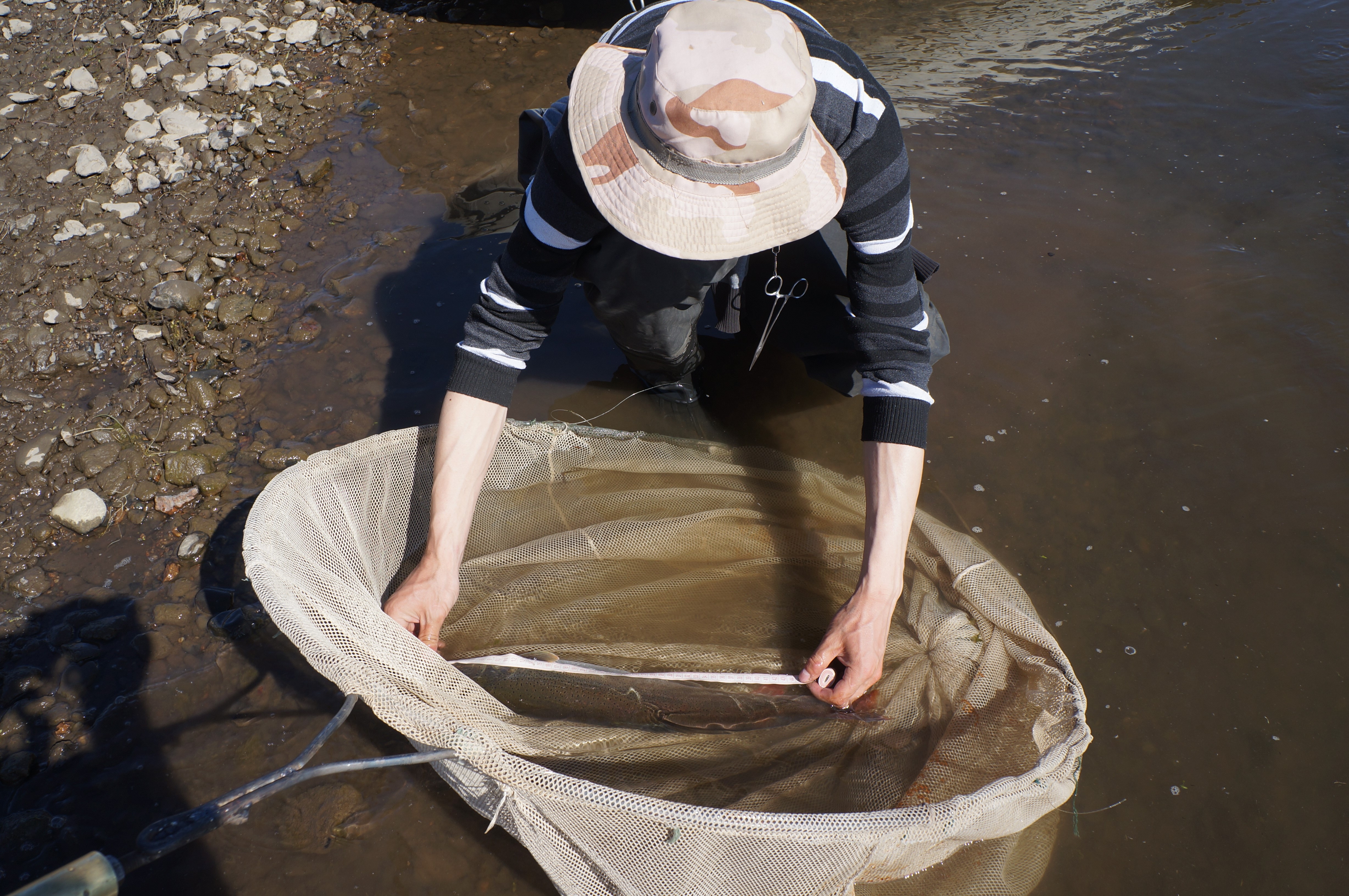 Telmen Fish Taimen fish population assessed in the Onon and Balj rivers | WWF